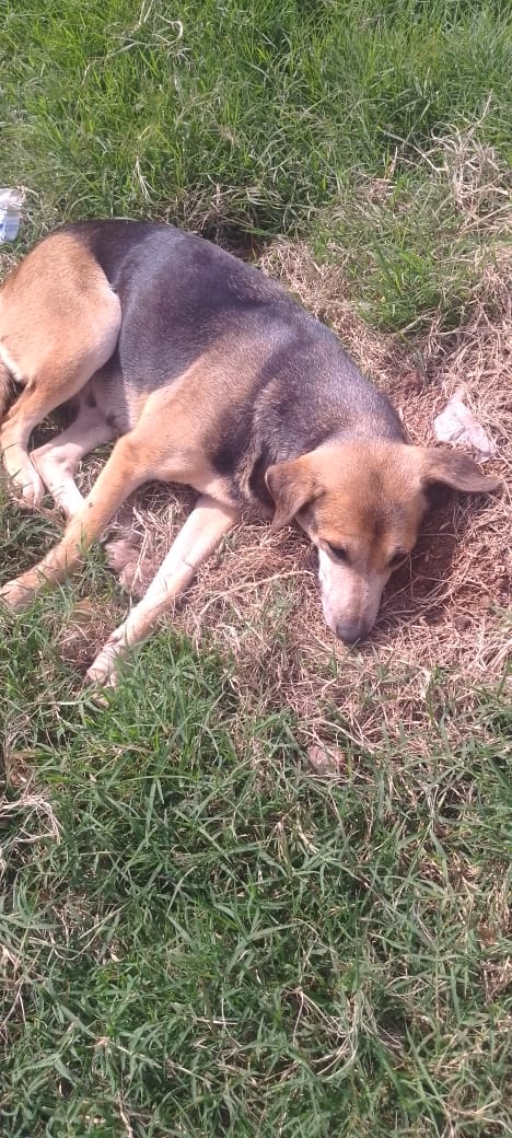 Rescued Pet 4