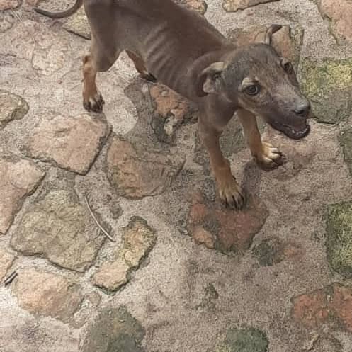Rescued Pet 5