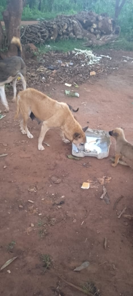 Rescued Pet 6